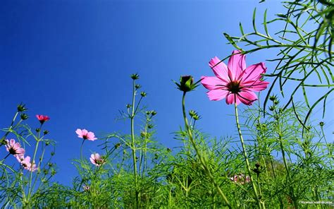 Autumn Flowers Grass In The Cosmos 04 Hd Wallpaper Peakpx