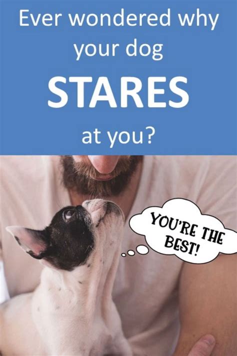 Why Does My Dog Stare At Me Dog Staring Explained Video Video