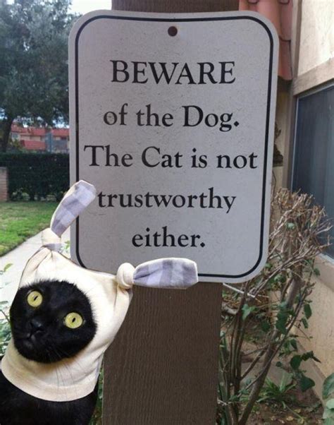 15 Honest And Hysterical Beware Of Cat Signs That Sum It Up Well Catlov