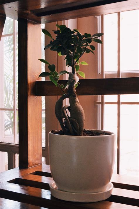 Sending bangalore gifts online have become easier and secured with us. Bonsai Plant with Ceramic Pot Online in Bangalore ...