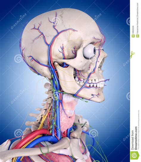 The throat anatomy stock illustration. Illustration of anatomy - 58829336