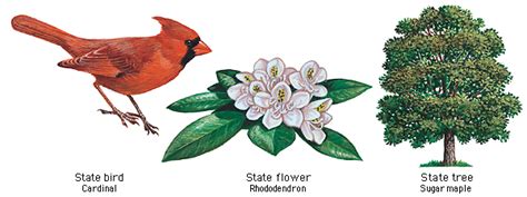 West Virginia State Bird Flower And Tree West Virginia State Bird