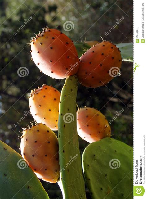 Thanks to both edible parts of the nopal cactus — the nopales pads and prickly pear fruits — the list of prickly nutritional profile of nopales and prickly pears. Prickly Pear stock image. Image of colors, colorful ...