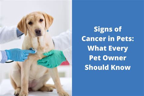 Signs Of Cancer In Pets What Every Pet Owner Should Know Blog