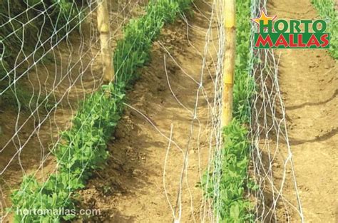 We respect your decision to block adverts and. 3 Bean Support Ideas - HORTOMALLAS™, Supporting your crops®