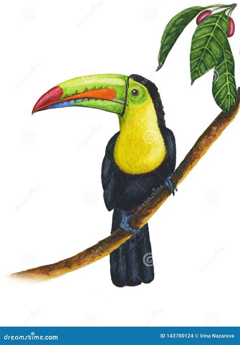 Keel Billed Toucan Isolated On A White Background Realistic Ramphastos