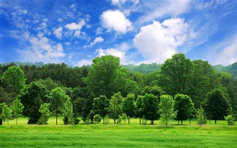 70 Tree Background Images
