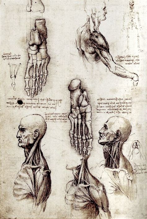 Antique Art Prints Da Vinci Anatomical Medical Print Studies Etsy In