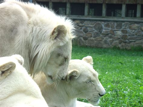 Lion Nuzzling Timbavati White Lions Nuzzling Phil Flickr