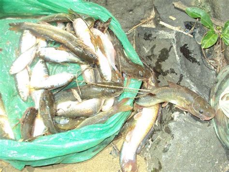 La hipótesis más plausible que explica este fenómeno es que los animales son aspirados por. VICTORIA,YORO, HONDURAS.: UN BOOM LA LLUVIA DE PECES