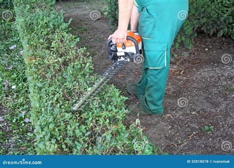 Man Trimming Hedge4 Stock Photo Image Of Green Neat 32818078