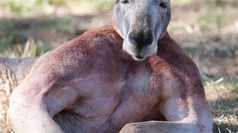 Do Roo Even Lift Bro Buff Kangaroo Goes Viral After Showing Off His