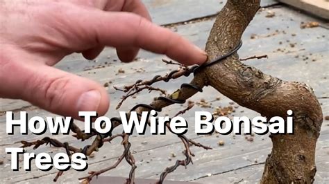 How To Wire Bonsai Trees Youtube