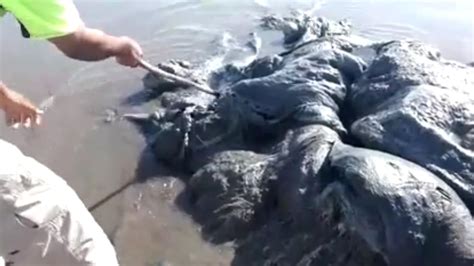 What Is This Mysterious Sea Creature That Washed Up On