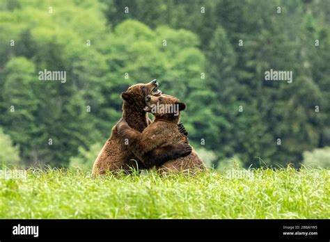 Grizzly Bears Ursus Arctos Horribilis Flight And Playing