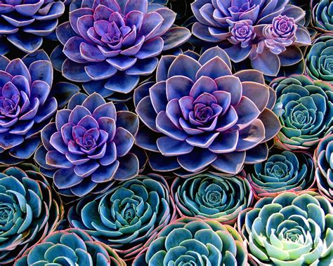 The Rise Of The Succulent Plants Engledow Group