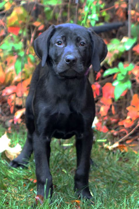 Compete primarily in the akc conformation ring along with some akc. Labrador Breeders & Labrador Dogs Oregon, California ...