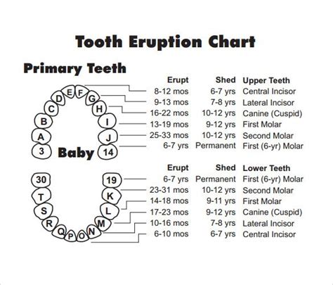 Printable Tooth Chart Numbers Baby Teeth Eruption Charts Images