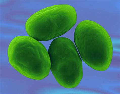 Giardia Lamblia Protozoan Photograph By Dennis Kunkel Microscopy