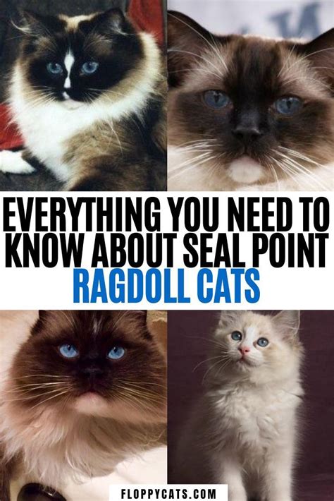 Potential health issues in ragdoll cats. Seal Point Ragdoll Cats: Mitted, Colorpoint, Bicolor, Lynx ...