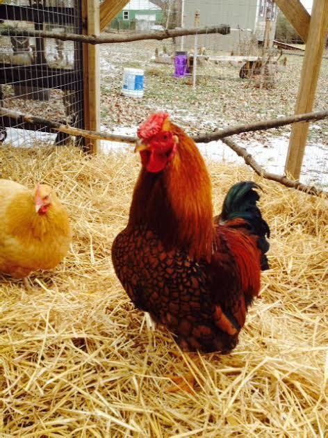 Golden Laced Wyandotte Buff Orpington Backyard Chickens Learn How