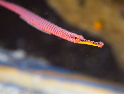 Banded Pipefish With Eggs