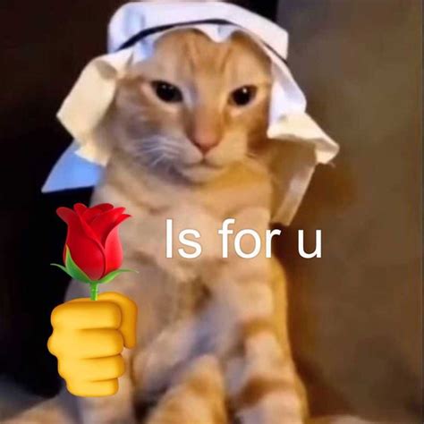Cat Memes On Instagram Classic Habibi Cat Meme 🛐 Cute Memes Cat