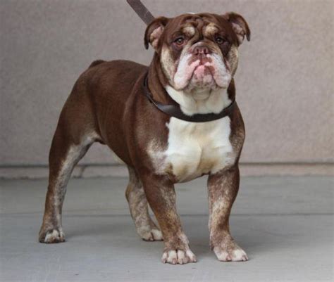 Chocolate Tri English Bulldog For Sale In Las Vegas Nevada Classified