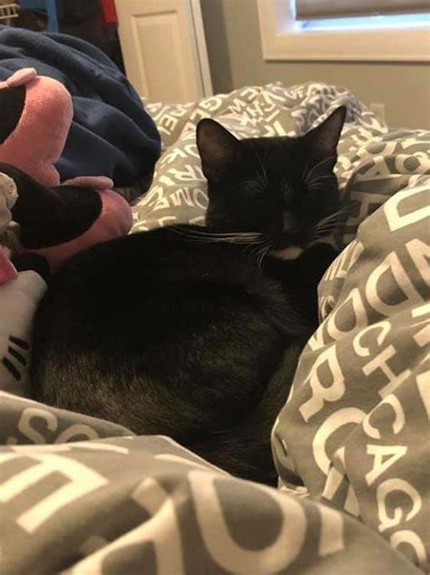 Lost Black Cat In Countryhills Please Rt Share Watch  Flickr