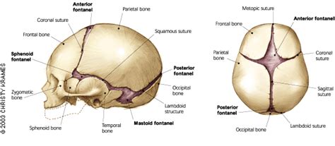 Medical Freak Anatomy Of The Cranial Bones