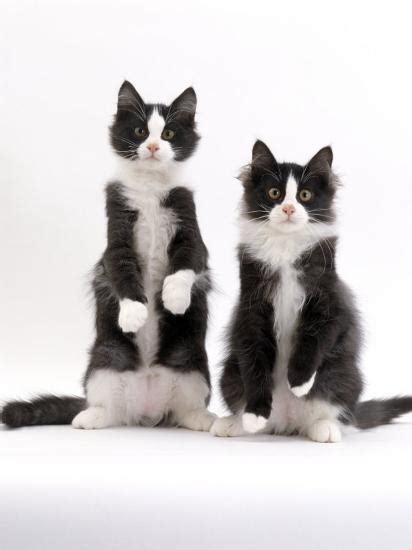 Domestic Cat Two Black And White Fluffy Kittens Male Siblings