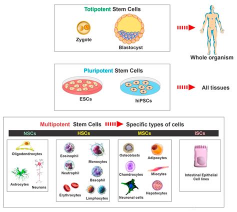 Ijms Free Full Text Regenerative Stem Cell Therapy For