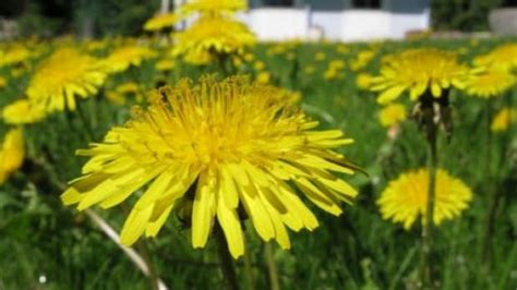 The Weed You Can Eat Dandelions Are Nutritious Delicious Edible