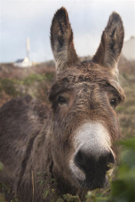 Inishmore Island Adorable Donkey Photograph By Betsy Knapp Fine Art