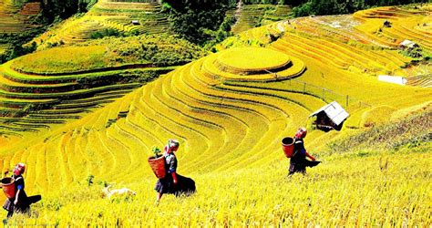 Hình ảnh đẹp Về Cánh đồng Lúa Chín ở Làng Quê Việt Nam