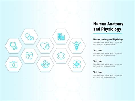 Human Anatomy And Physiology Ppt Powerpoint Presentation Styles Layout