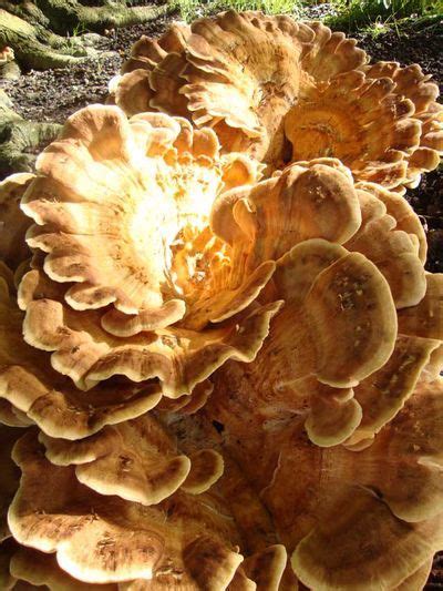 Fabulous Funghi Stuffed Mushrooms Fungi Fabulous