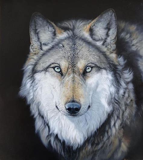 Awesome Animals Wolf Wolf Pictures Beautiful Wolves