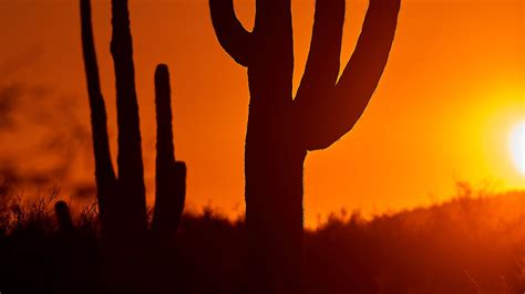 Download Wallpaper 2048x1152 Cacti Sunset Dusk Dark Ultrawide