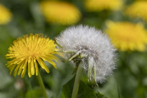 Everything You Ever Wanted To Know About Dandelions Southern Living