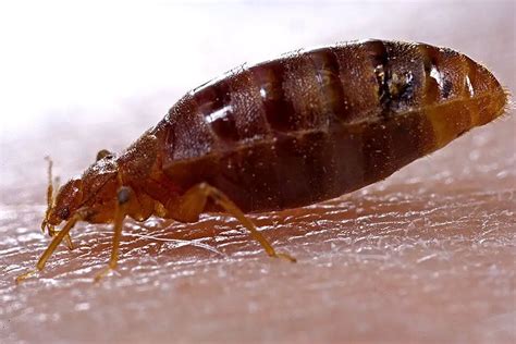 Bed Bug Basics 1 Bed Bug Facts And Identification