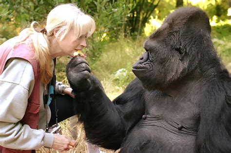 How Koko Forever Changed The Way We Think About Gorillas