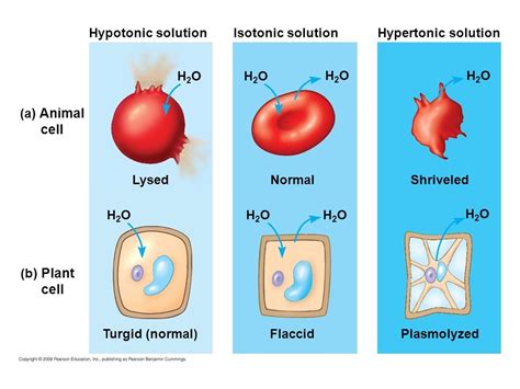 Hypertonic Isotonic And Hypotonic Diagram Quizlet