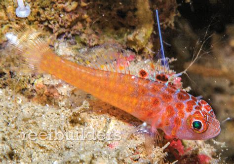 Trimma Irinae Is A Gorgeous New Deepwater Nano Goby From Papua New