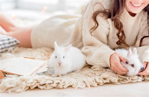 8 helpful bunny care tips to keep your rabbit healthy