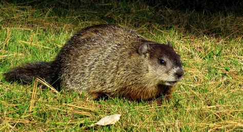 We did not find results for: Where Do Groundhogs Live? - Animal Hype