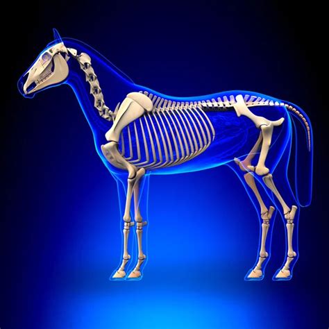 Cavalo Esqueleto Cervicais 스톡 사진 로열티 프리 Cavalo Esqueleto Cervicais 이미지