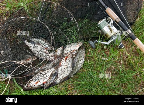 Black Fishing Net With Catched Freshwater Fish Just Taken From The