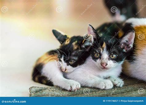 Kittens Are Looking At The Camera While Lying With Their Mother Stock