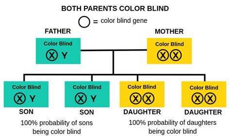 Color Blindness Inheritance Example 5 Labster